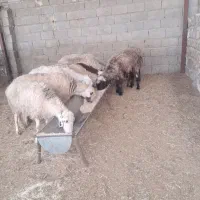 میش بز بیگ بره|حیوانات مزرعه|شوشتر, |دیوار