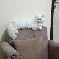 گربه پرشین