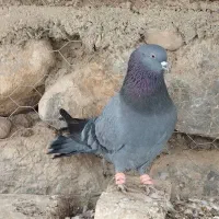 کبوتر نقره ای اهنی سیاه کله سفید