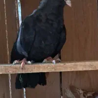 ماده زاغ واکسی