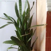 گل سانسوریا