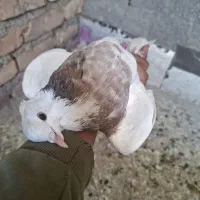 مجسممه۰ کفتر