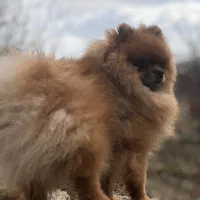 پامر خرسی نر (جهت کشش)