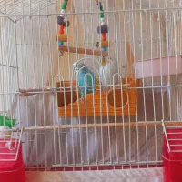 مرغ عشق|پرنده|محمدیه-قزوین, |دیوار