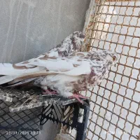 کفتر|پرنده|بندرعباس, |دیوار