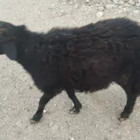 فروش قوچ نژاددار غره فزل لخت|حیوانات مزرعه|نهاوند, |دیوار