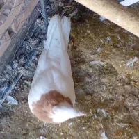 کبوتر طوقی و دم چتری