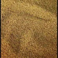 تخمه یونجه درجه یک بوجاری شده حدود ۲۰۰ کیلوگرم