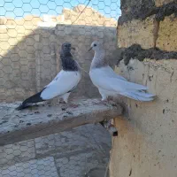 کبوتر همدانی پرشی