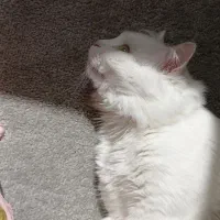 گربه جفت گیری