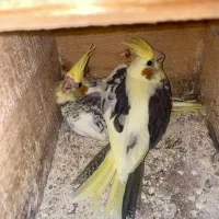 عروس جوان|پرنده|لاهیجان, فیاض|دیوار
