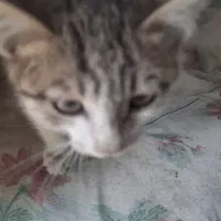 گربه|گربه|نیشابور, باغرود|دیوار