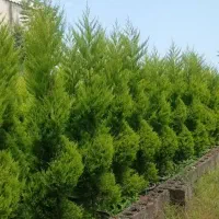 باغبانی و نگهداری فضای سبز