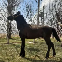 اسب|اسب و تجهیزات اسب‌سواری|بستان آباد, |دیوار