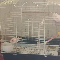 قناری موزایکی