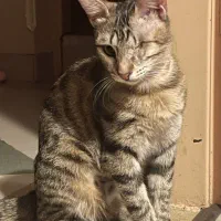 دِیزی دختر ۷ ماهه عقیم شده