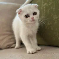 واگذاری بچه گربه اسکاتیش فولد|گربه|سنندج, |دیوار