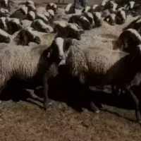 فروش میش اصیل شال|حیوانات مزرعه|شال, |دیوار