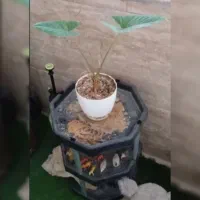 گل بابا آدم در گلستان رباط کریم