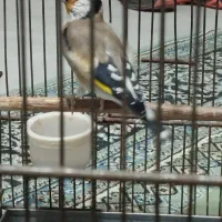 سهره|پرنده|قرچک, داوود آباد|دیوار