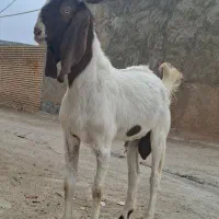 تیشتر نژدی ذاتی