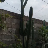 فروش کاکتوس