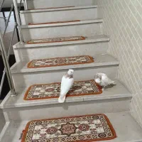ی جفت کفتر طوقی