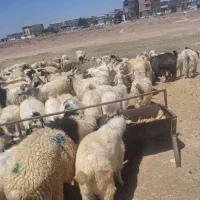 کره شیر محلی