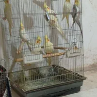 طوطی عروس هلندی