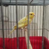 قناری ماده زرد سیاه فک کنم نر