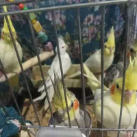 عروس هلندی|پرنده|خرمدره, |دیوار