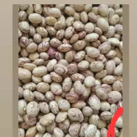 لوبیا چیتی درجه یک