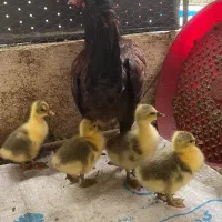 جوجه غاز ۱۶روزه ۴۳۰هزار تومان