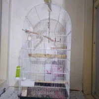 عروس هلندی سخنگو