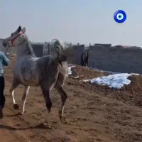 اسب|اسب و تجهیزات اسبسواری|شاهینشهر, نسیم ۵|دیوار