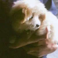 توله پامر شیتزو