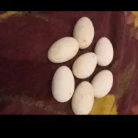 تخم غاز نطفه دار