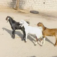 ۳ عدد چپش  و یک عدد بره نره سرشاخ