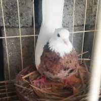 دوتا کبوترطوقی نر پرتقالی و زرد خال سیاه