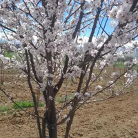 باغ جریبی ۲۵۰میلیون تومن