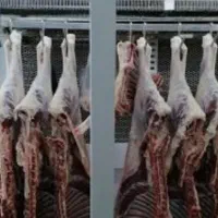 گوشت گوساله  نرینه وبره  نرینه