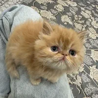 آبنباتای پشمالو|گربه|اصفهان, هزارجریب|دیوار