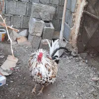 خروس اصل چهل تاج گلین|حیوانات مزرعه|اهرم, |دیوار