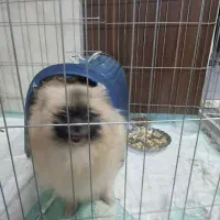 سگ پامرین خرسی با توله 12 روزه