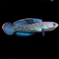 تنوع بالا ماهی در سام آکواریوم