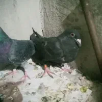 کبوتر فروشی