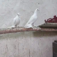 کبوتر کفتر درپرنده