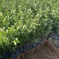 نهال پسته یکساله
