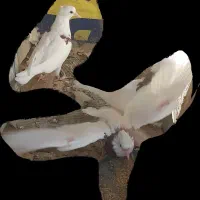 کفتر کبوتر طوق دمگیر|پرنده|اصفهان, مشکین|دیوار