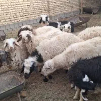 فروش 15عدد بر نره 40کلویی|حیوانات مزرعه|یزد, |دیوار